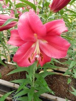 [5184 Carbonero VWS No02.JPG]